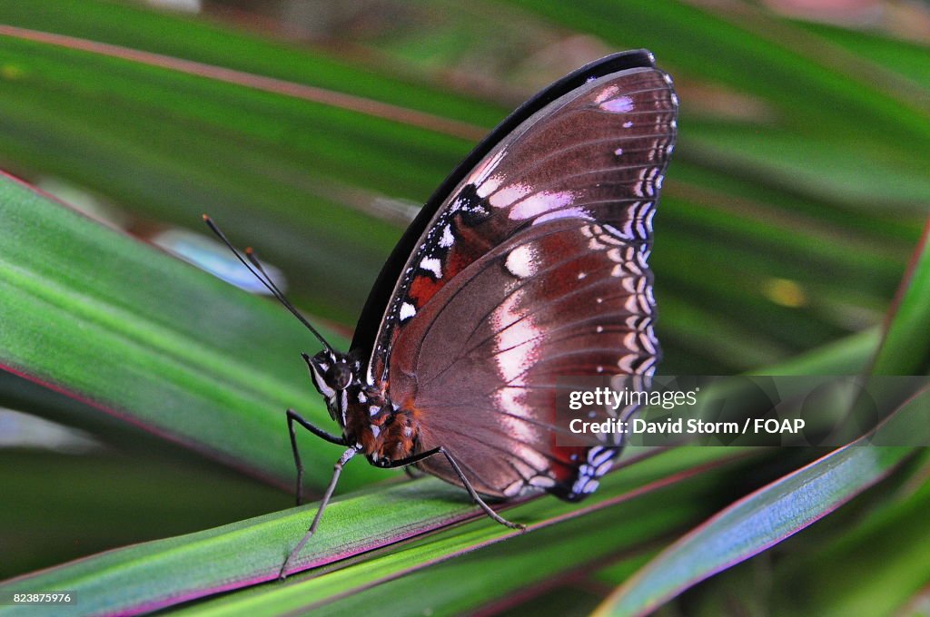 Close-up of beautiful butterfly