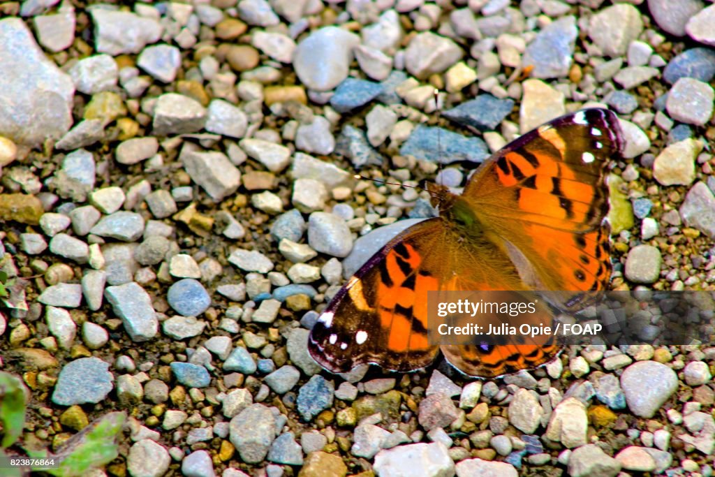 Butterfly on small stone