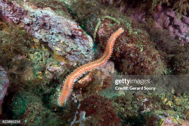 a bearded fireworm creeping on a rock - açores stock pictures, royalty-free photos & images