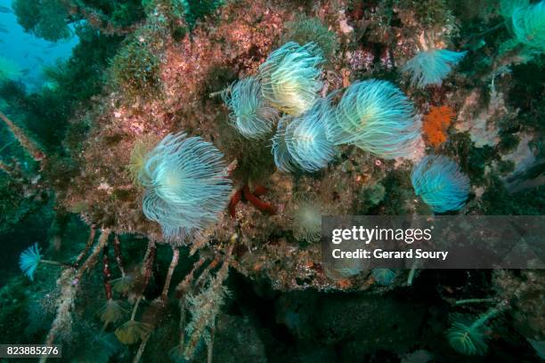 colony of spital tube-worms - feather duster worm stock pictures, royalty-free photos & images