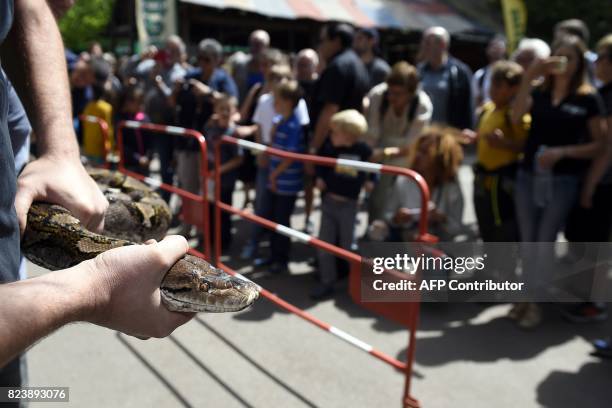 Visitors look at workers of the Amneville's zoo posing with a reticulated female phyton of 7 meters long and weighing 80 kg, upon its arrival, on...