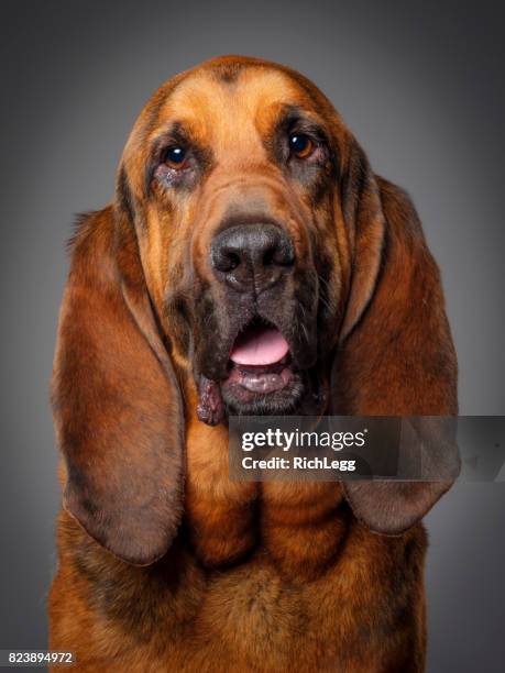 純血種のブラッドハウンド犬 - bloodhound ストックフォトと画像