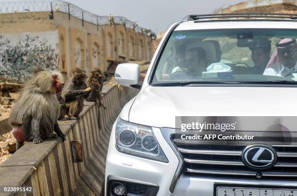 Man feeds hamadryas baboons sitting on the side of the road, from out the window of a car in the Saudi city of Taif on July 28, 2017. / AFP PHOTO /...