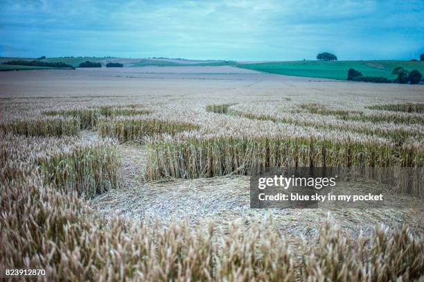 detail of a crop circle from the ground. - crop circles stock pictures, royalty-free photos & images