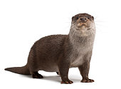 European Otter, Lutra lutra, 6 years old, portrait standing against white background