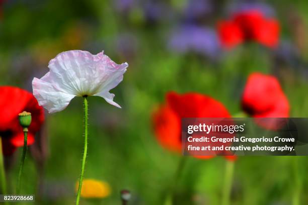 close-up of poppies blooming on meadow - gregoria gregoriou crowe fine art and creative photography - fotografias e filmes do acervo