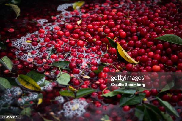 Montmorency cherries sit in a bin of water during harvest in Sturgeon Bay, Wisconsin, U.S., on Monday, July 24, 2017. Door County produces on average...