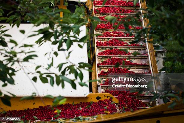 Montmorency cherry trees move up a harvesting machine into a bin of water during harvest in Sturgeon Bay, Wisconsin, U.S., on Monday, July 24, 2017....