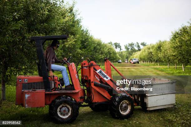 Farm worker drives a forklift carrying a bin of Montmorency cherries in water during harvest in Sturgeon Bay, Wisconsin, U.S., on Monday, July 24,...