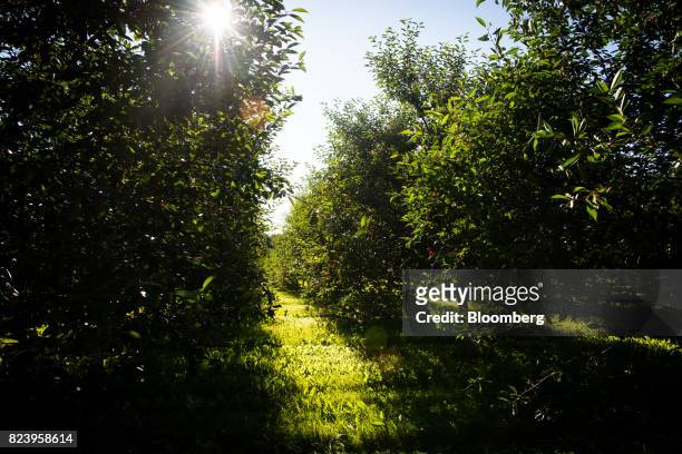 Montmorency cherry trees stand in an orchard during harvest in Sturgeon Bay, Wisconsin, U.S., on Monday, July 24, 2017. Door County produces on...