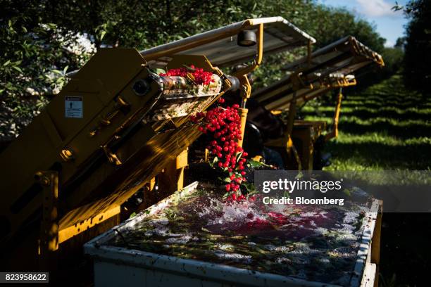 Montmorency cherry trees fall from a harvesting machine into a bin of water during harvest in Sturgeon Bay, Wisconsin, U.S., on Monday, July 24,...