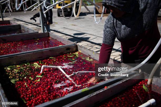 Worker submerges a cold water pipe into a bin of Montmorency cherries at the Seaquist Orchard processing facility in Egg Harbor, Wisconsin, U.S., on...