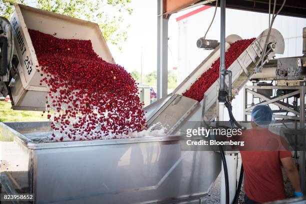 Worker monitors Montmorency cherries being dumped into a bin of cold water at the Seaquist Orchard processing facility in Egg Harbor, Wisconsin,...