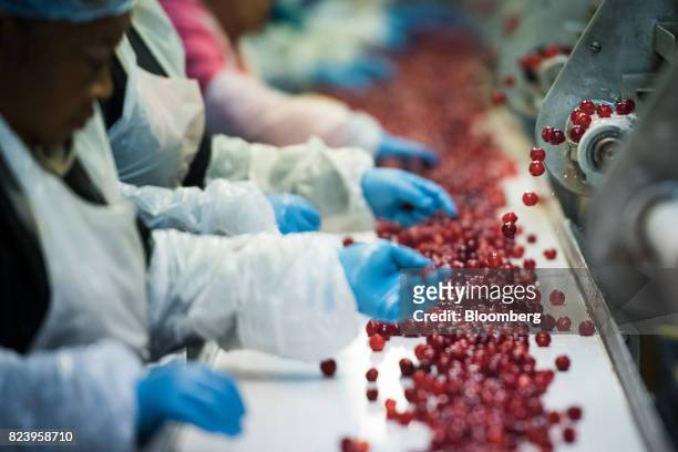 Workers perform quality checks on Montmorency cherries moving along a conveyor belt at the Seaquist Orchard processing facility in Egg Harbor,...