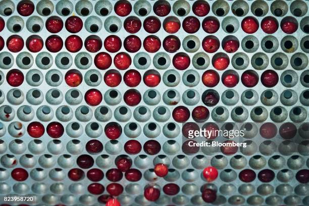 Montmorency cherries sit in divots on a rotating wheel that is part of a pitting machine at the Seaquist Orchard processing facility in Egg Harbor,...