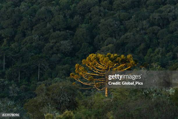 l'ultima luce - albero secolare foto e immagini stock