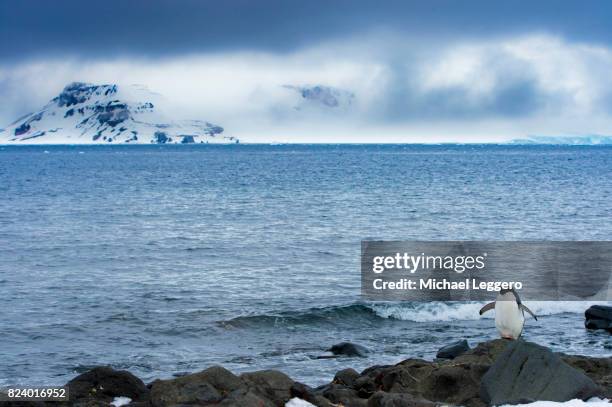 antarctica penguin - half moon island stock pictures, royalty-free photos & images