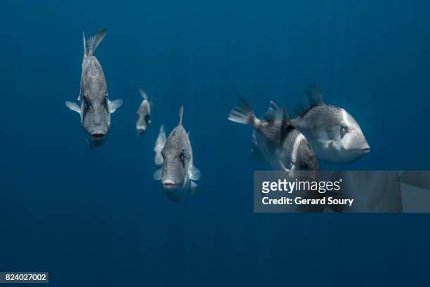 a school of ocean triggerfishes swimming toward the photographer - ocean triggerfish stock pictures, royalty-free photos & images