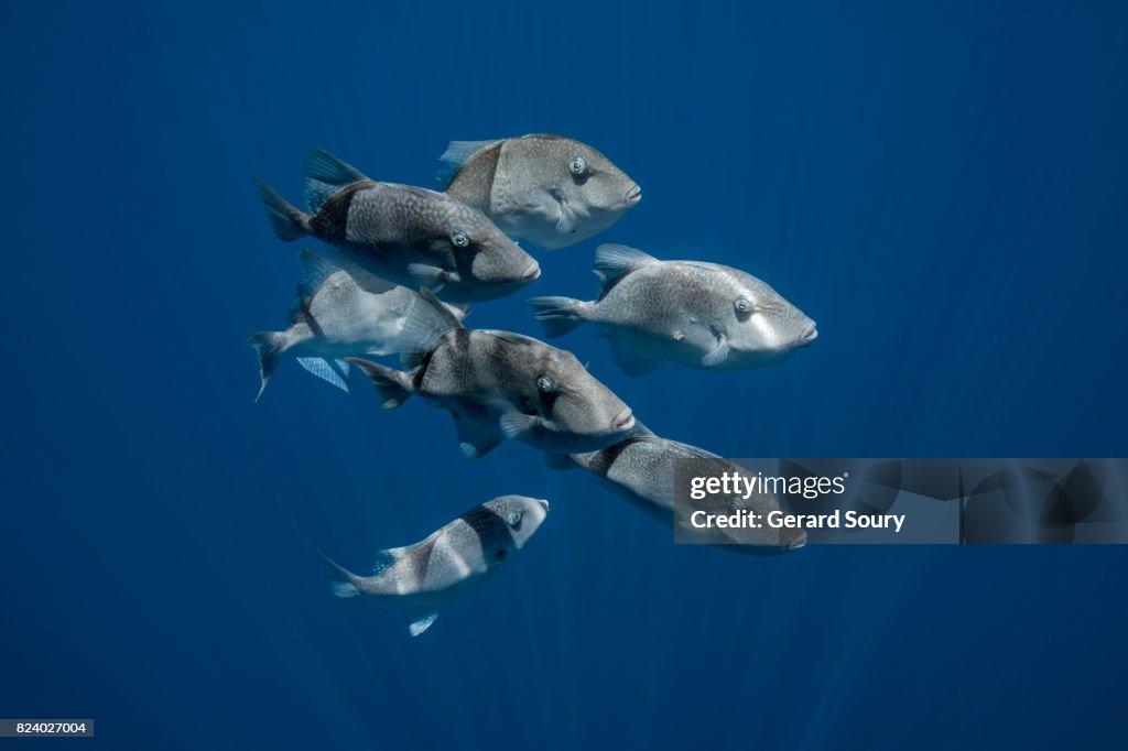 A school of Ocean Triggerfishes