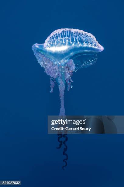 a portuguese man of war seen from above - man of war stock pictures, royalty-free photos & images