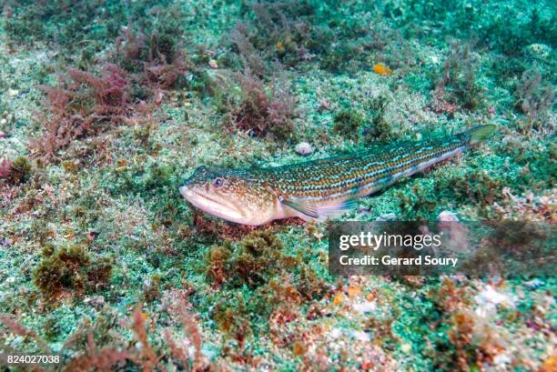 an atlantic lizardfish sitting on the seafloor - lizardfish stock pictures, royalty-free photos & images