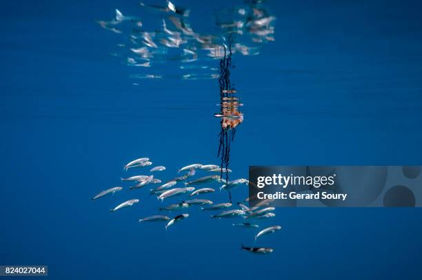 portuguese man of war giving shelter to a school of atlantic horse mackerels - trachurus trachurus stock-fotos und bilder