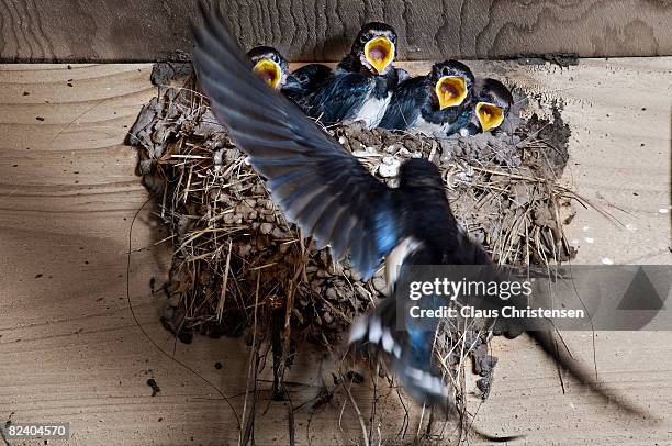 swallow nest with chicks - nid photos et images de collection