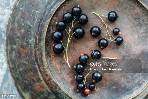 still life portrait of blackcurrants - casis fotografías e imágenes de stock