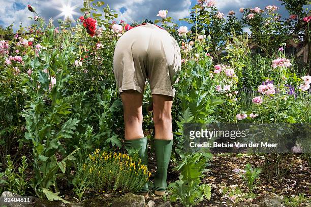 backview of mature woman gardening - beugen oder biegen stock-fotos und bilder