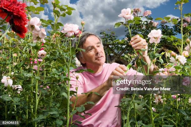 mature man cutting rose in garden. - roseto foto e immagini stock