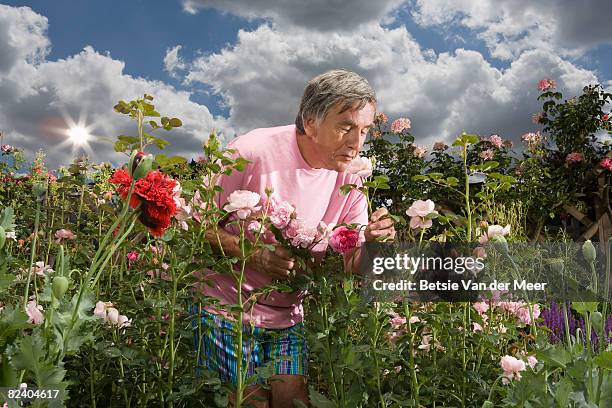 mature man smelling rose in garden. - single rose foto e immagini stock