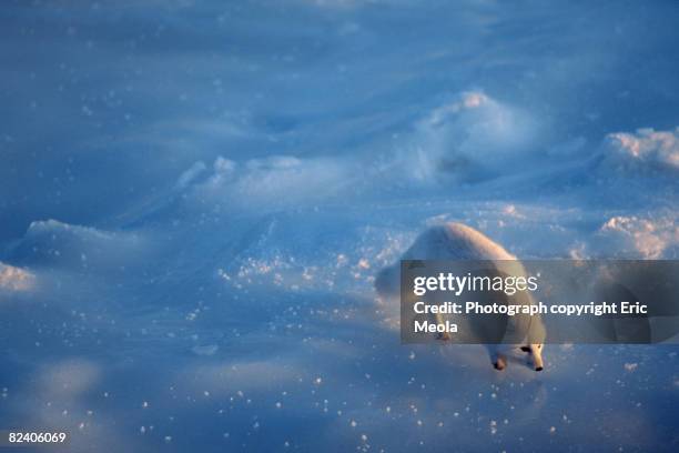 arctic fox on ice - arctic fox stock pictures, royalty-free photos & images