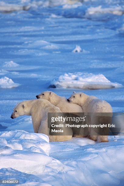 polar bear family in arctic - 少数の動物 ストックフォトと画像
