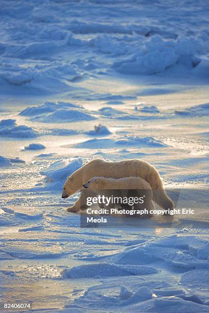 polar bear mother and baby - raubtier stock-fotos und bilder