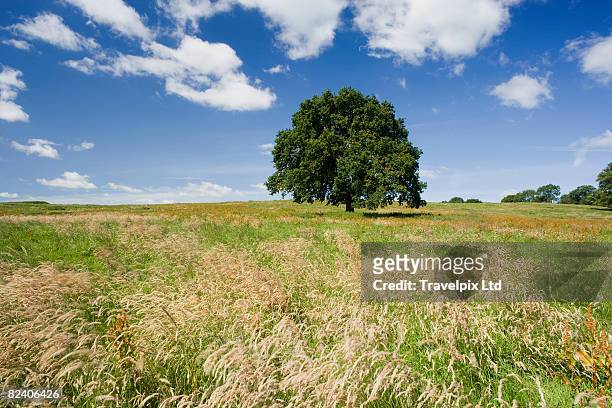 oak tree in field - english oak stock pictures, royalty-free photos & images