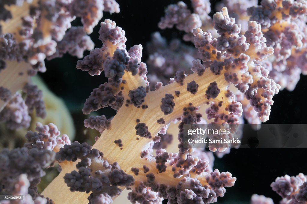 Alcyonarian Soft Coral, close-up, Red Sea, Egypt