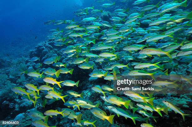 school of lutjanus fishes, red sea, egypt - lutjanus kasmira stock pictures, royalty-free photos & images