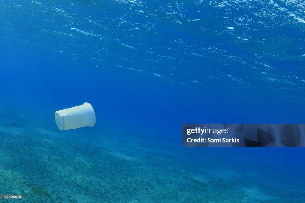 Plastic cup in the sea, Red Sea, Egypt