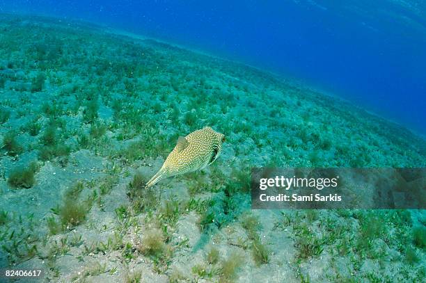 whitespotted pufferfish (arothron hispidus) - arothron puffer stock pictures, royalty-free photos & images