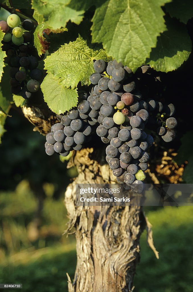 Grape on a vine on vineyards, Provence, France