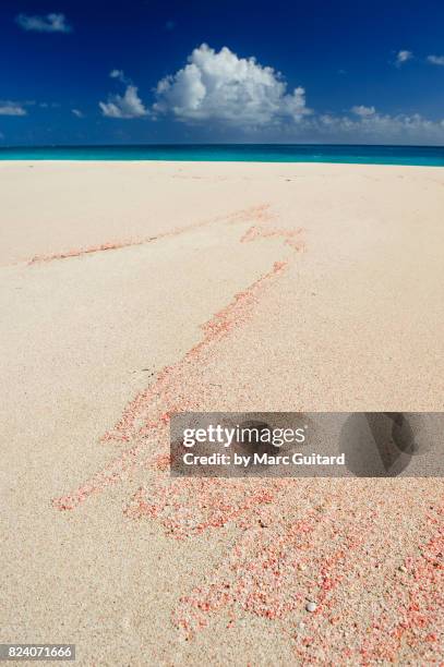 pink coral on pink sand beach, barbuda, antigua & barbuda - harbor island bahamas fotografías e imágenes de stock