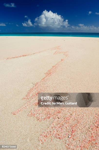 pink coral on pink sand beach, barbuda, antigua & barbuda - briland stock pictures, royalty-free photos & images