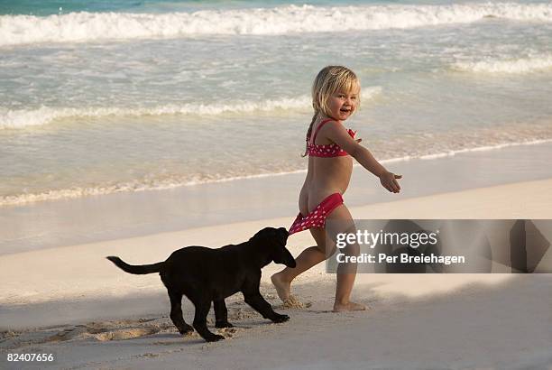 puppy pulling down girl's swimsuit bottoms - hundeartige stock-fotos und bilder