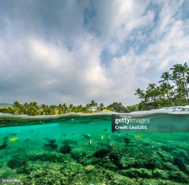 tropical sea - hard coral stock pictures, royalty-free photos & images