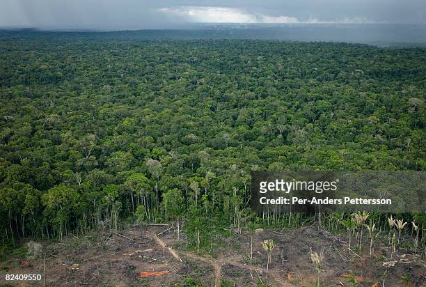 An overview of the dense canopy and deforestation in the Amazon rainforest on June 4, 2008 outside Manaus, Brazil. The Amazon represents half of the...