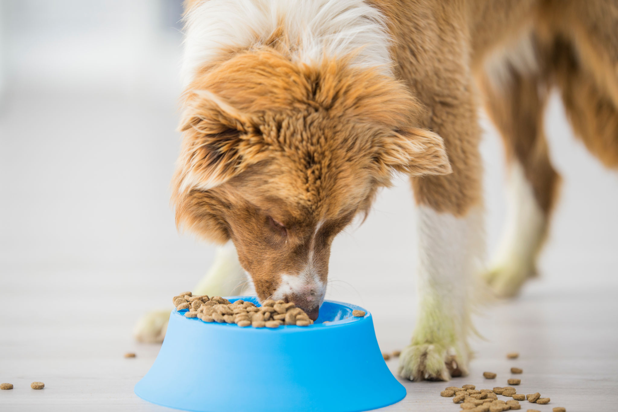 dog treats