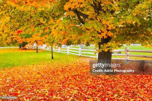 autumn in countryside - sugar maple stock pictures, royalty-free photos & images