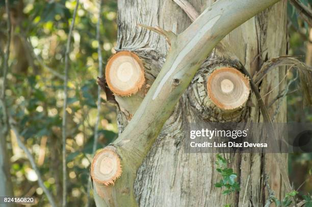 tree with the cut branches - tree chipping stock pictures, royalty-free photos & images