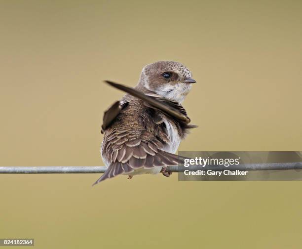 sand martin [riparia riparia] - riparia riparia stock pictures, royalty-free photos & images