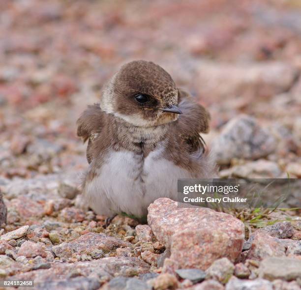 sand martin [riparia riparia] - riparia riparia stock pictures, royalty-free photos & images